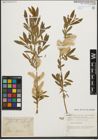 Foto von Salix purpurea L.